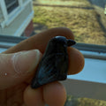 Crow