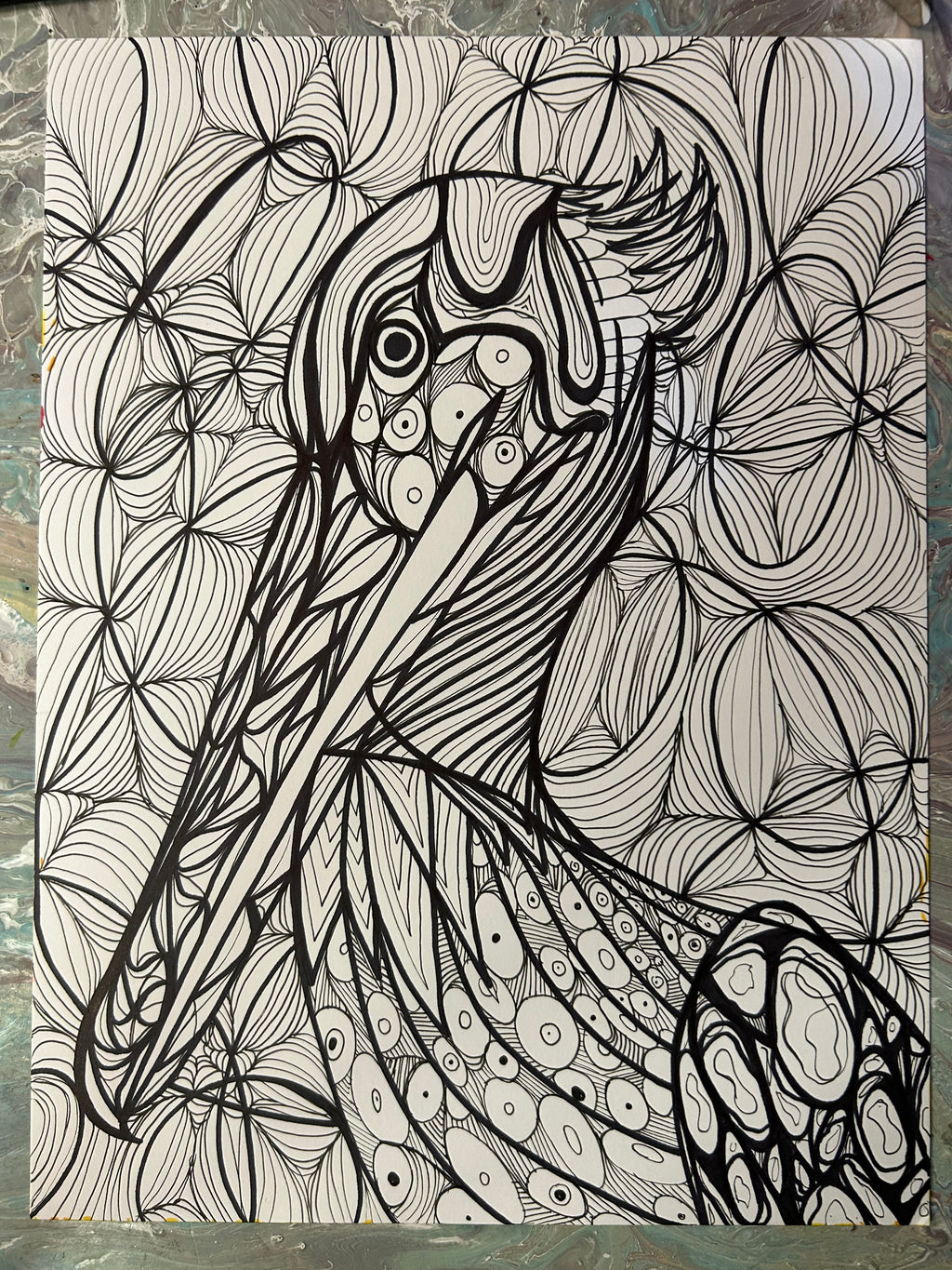 Pelican Drawing