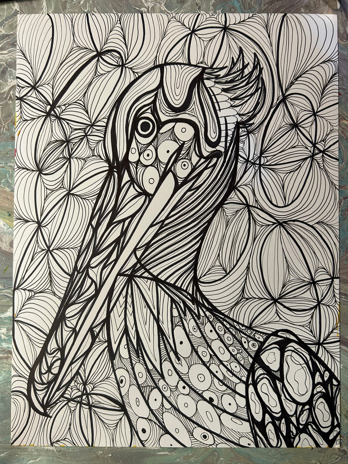 Pelican Drawing