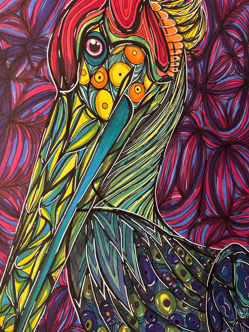 Pelican Drawing
