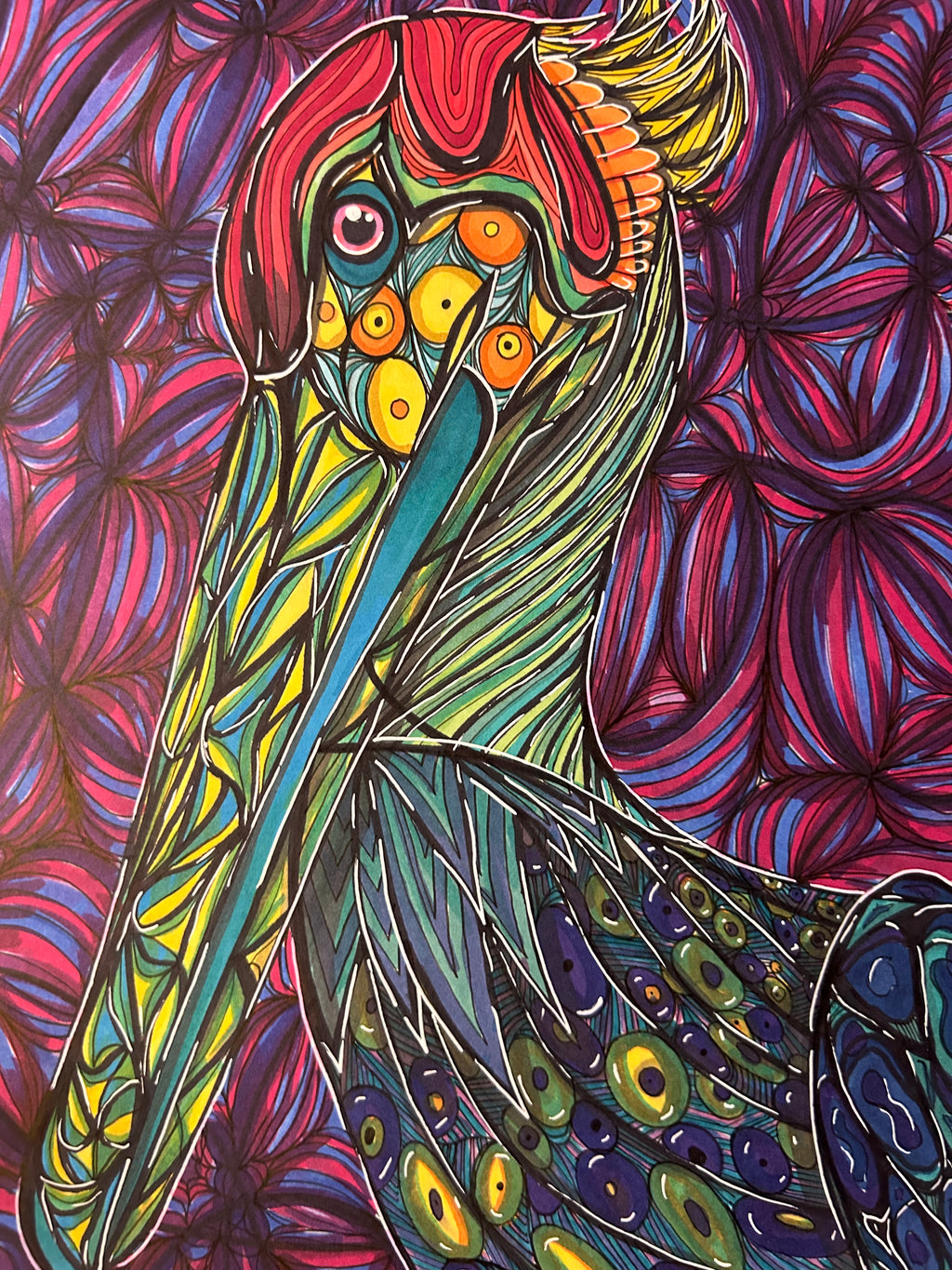 Pelican Drawing