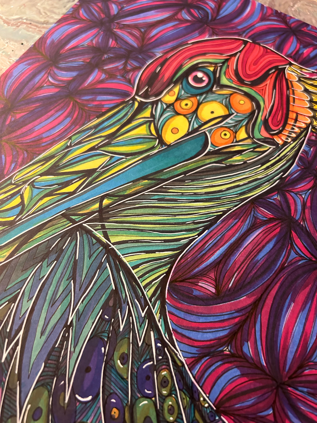 Pelican Drawing