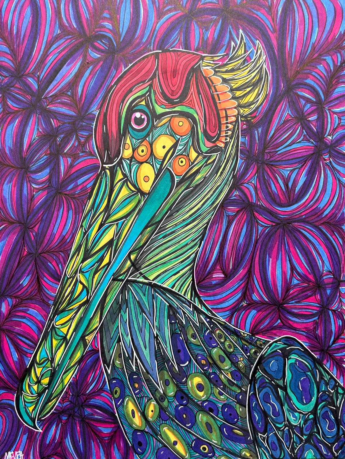 Pelican Drawing